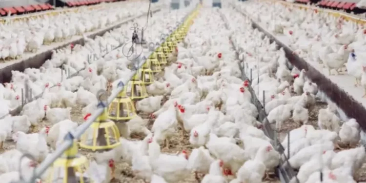Foto: Ministério da Agricultura/Reprodução