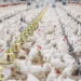 Foto: Ministério da Agricultura/Reprodução