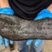 Foto: Divulgação/The Vindolanda Trust/Reprodução
