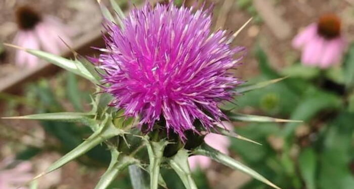 Foto: Horto Plantamed-FMUSP/Reprodução