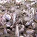 Foto:  Revista Nature / Reprodução