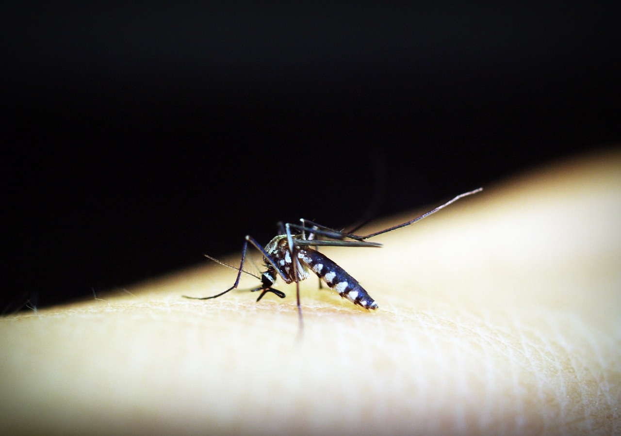 Mosquito aedes aegypti é o causador da doença. Foto: Ilustração/Pixabay