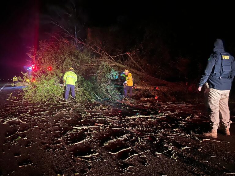 Queda de árvores interrompe o trânsito na BR-116