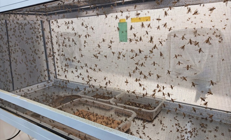 Estudantes da Furg visitam laboratório da Embrapa e Ufpel