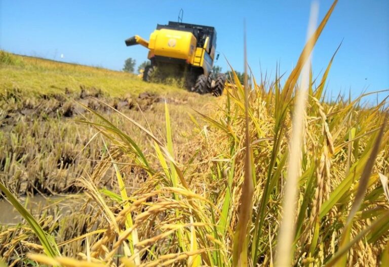 Colheita do arroz atinge 22,5% no RS