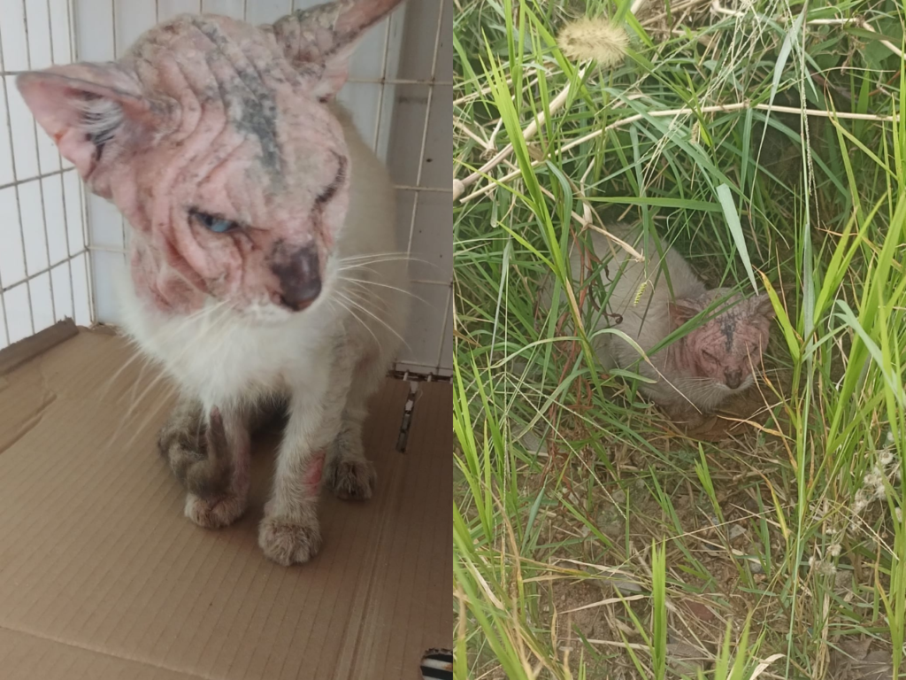 Gato preso em tubulação é resgatado por voluntários da Arca