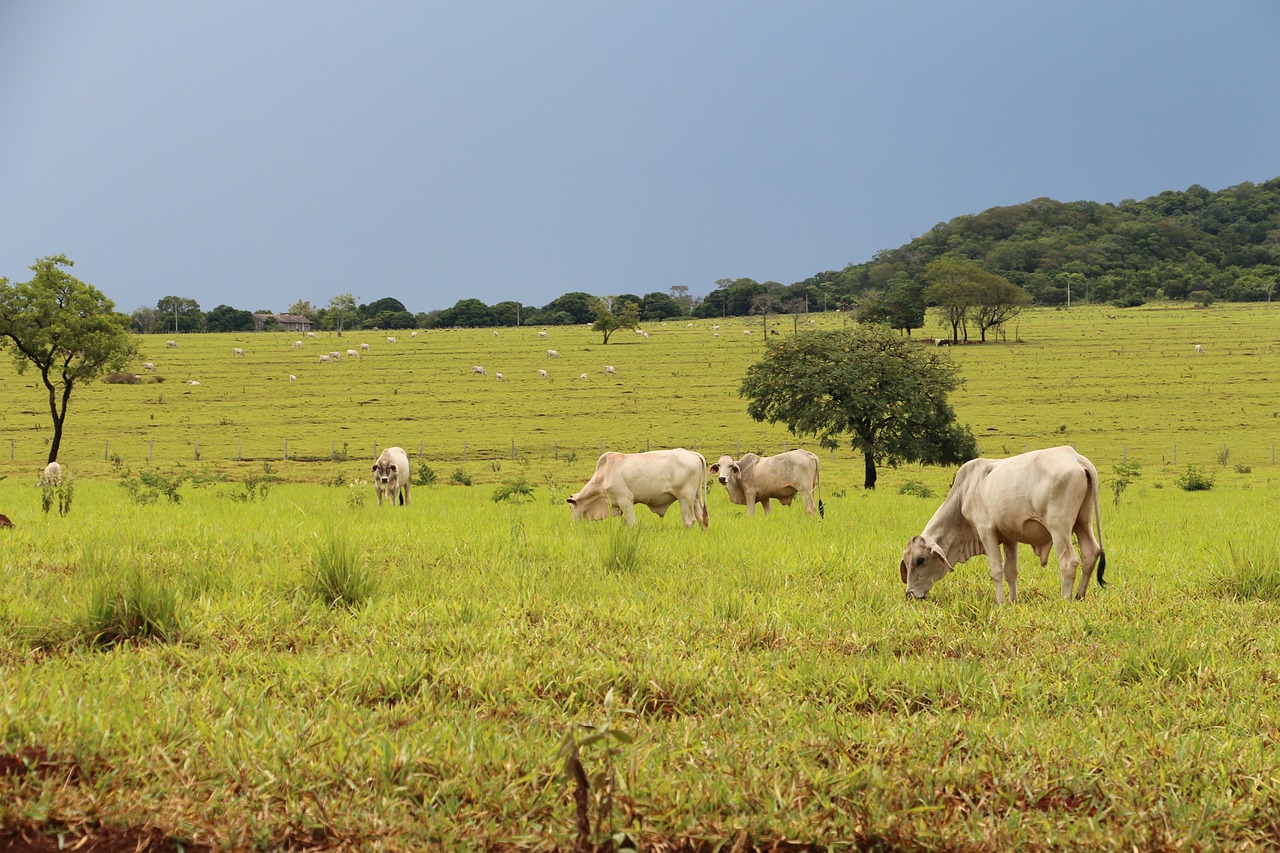 Dom Feliciano: prazo para revisão do Talão de Produtor Rural termina dia 31