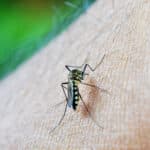 Pelotas confirma 14º caso de dengue em 2026