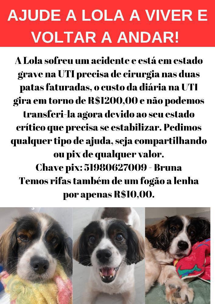 Cachorrinha precisa de doações para voltar a caminhar