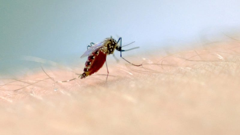 Dengue: Rio Grande do Sul vai receber 126 mil doses da vacina contra a doença. Foto: Fiocruz