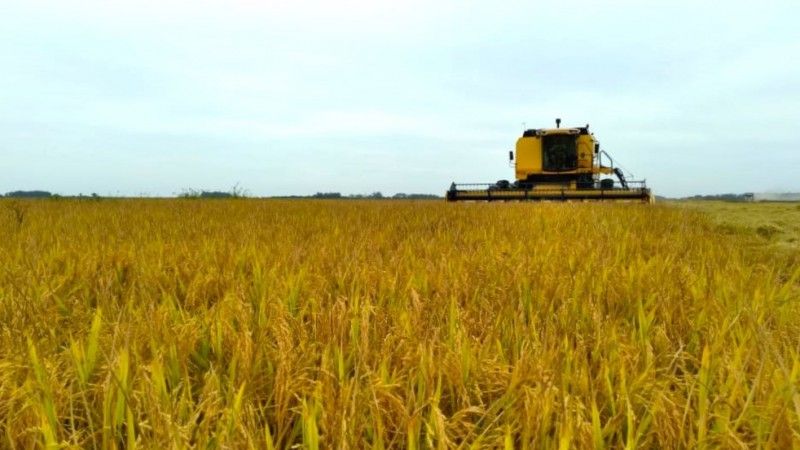 Colheita de arroz alcança 36% no Estado