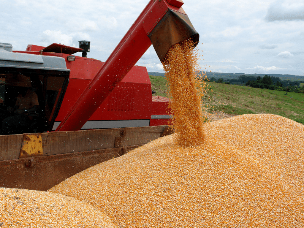 Conab estima produção em 295,45 milhões de toneladas no país após ajuste na área de soja e milho