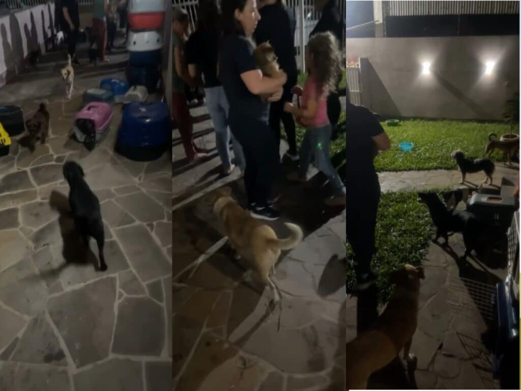 Voluntários de Camaquã buscam atender animais vítimas das enchentes
