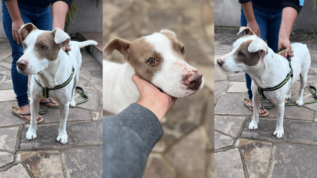 Animais resgatados em Eldorado do Sul estão em lares temporários em Camaquã