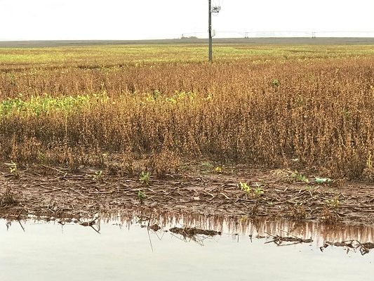 Soja: apesar das condições desfavoráveis, avança colheita no RS