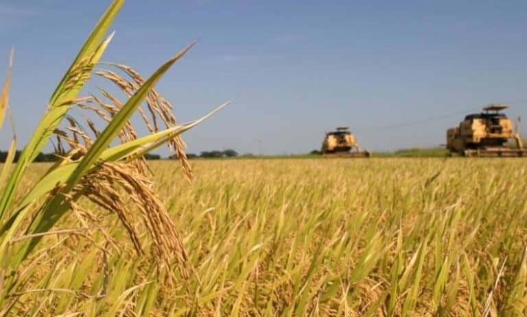 Conab vai adquirir sementes de arroz para destinar à agricultura familiar gaúcha