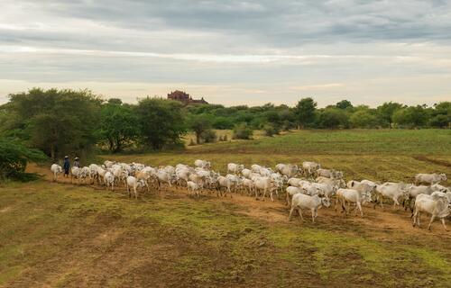 Transição para produção sustentável na agropecuária brasileira já começou, diz coordenador do Mapa