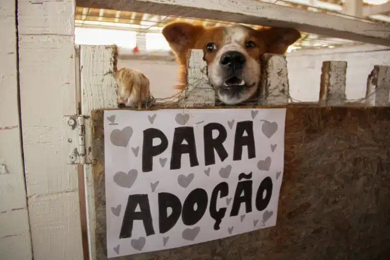 RS lança projeto para incentivar adoção de animais resgatados das enchentes