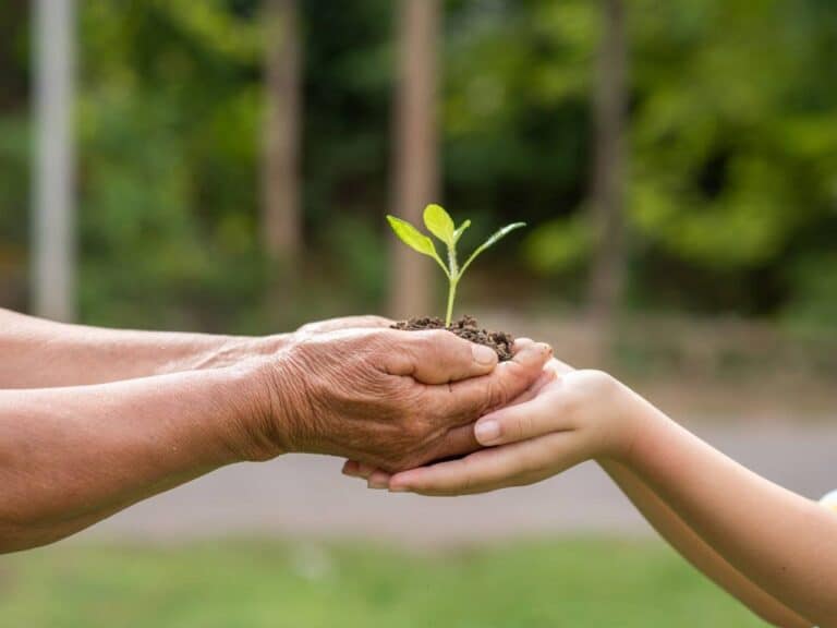 Meio Ambiente: mudas de araucária serão plantadas em Camaquã