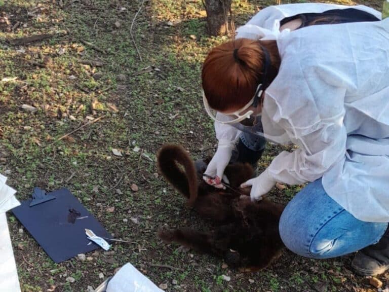 Chuvisca: técnicos coletam material de bugio encontrado morto