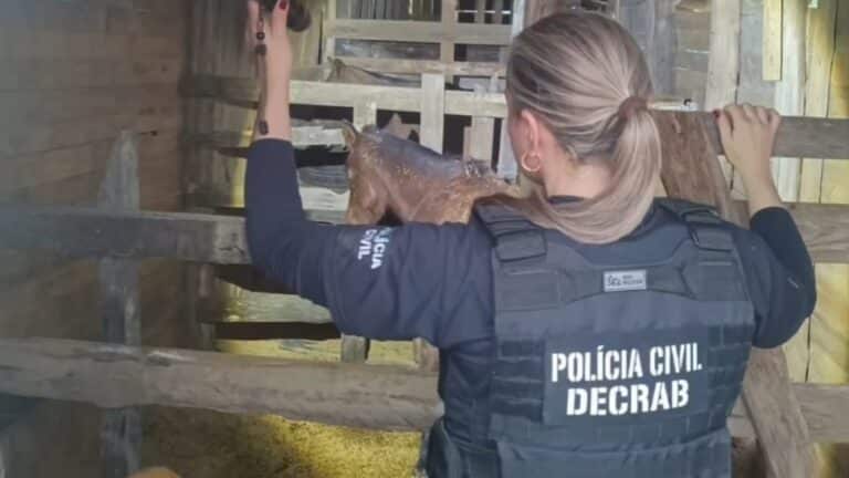 Polícia desarticula grupo que vendia carne de cavalo em Pelotas