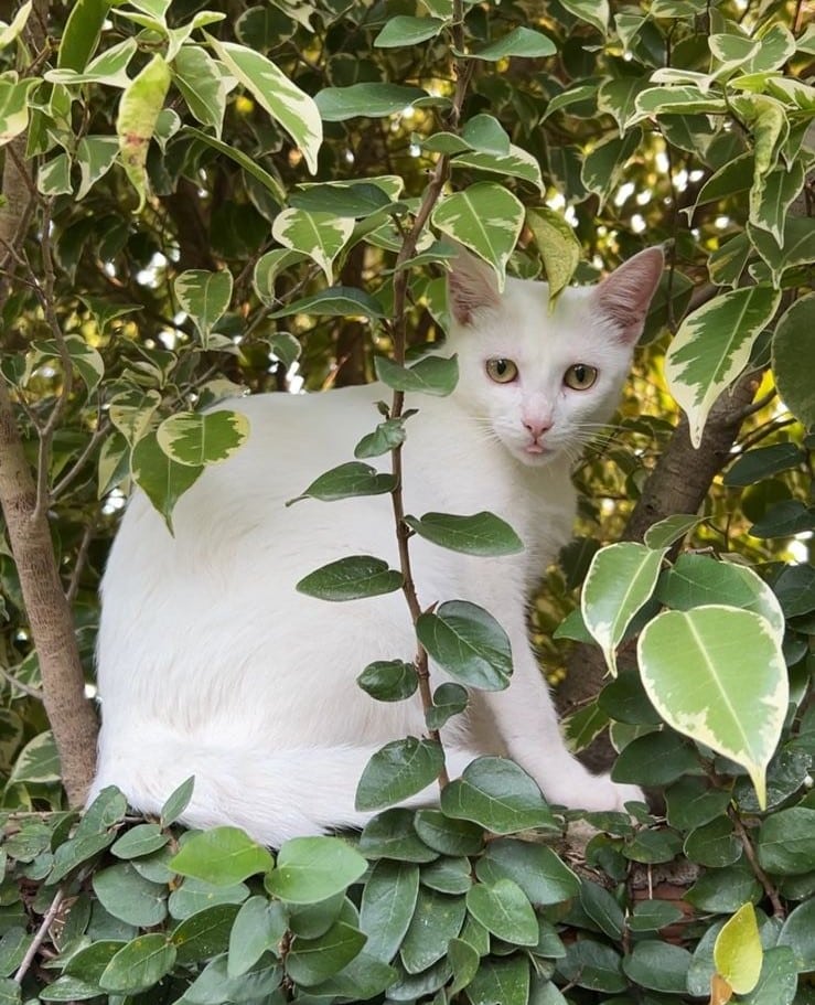 Camaquã: tutora busca por gata desaparecida. Foto: Divulgação