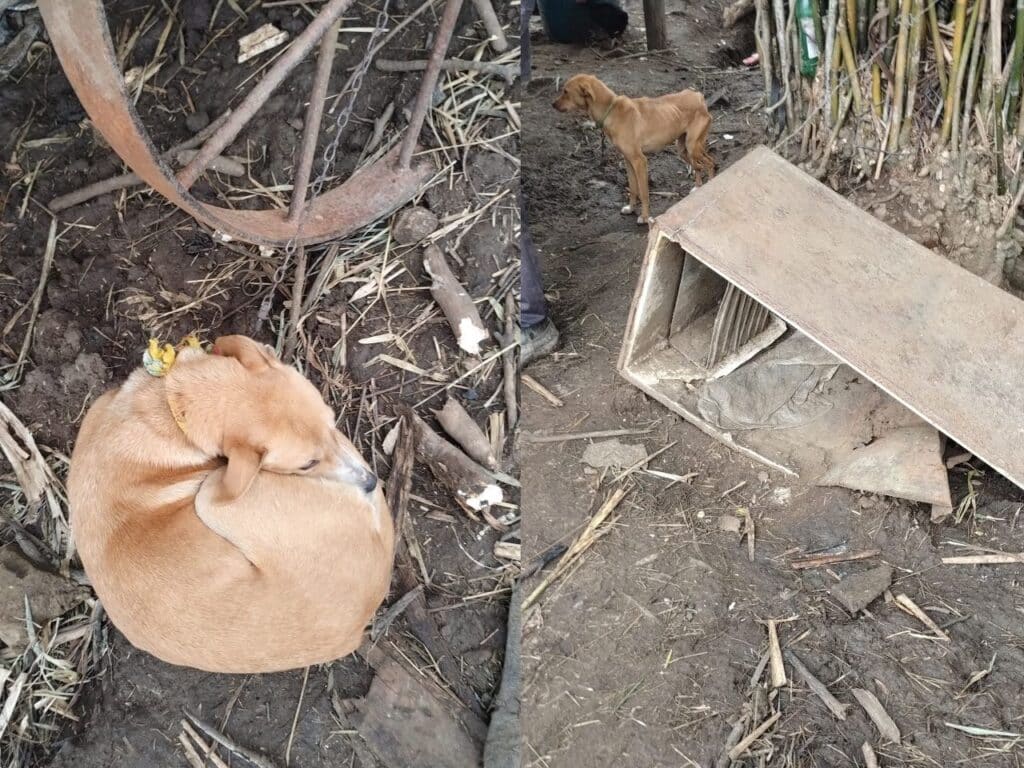 Camaquã: animais são resgatados de situação de maus-tratos no interior