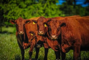 Primeira Feira Nacional de Genética Promebo - Fenagen reúne 145 animais de elite em Pelotas