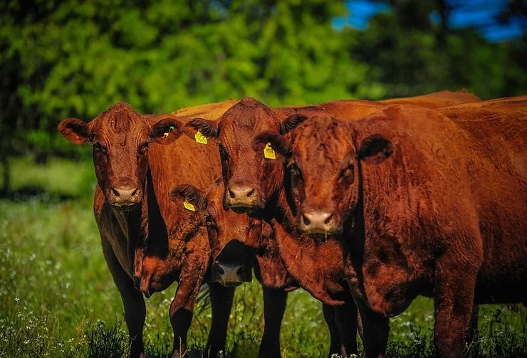 Primeira Feira Nacional de Genética Promebo - Fenagen reúne 145 animais de elite em Pelotas