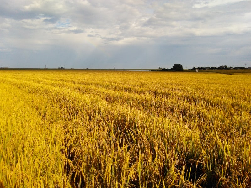 Governo do Brasil confirma desistência da importação de arroz