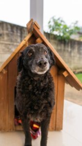 Negão já está castrado e pronto para ser adotado. Foto: Divulgação/ONG Projeto Protetoras Animais.