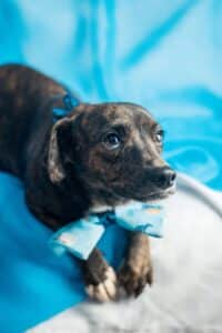 Com pelo tigrado, Fred é um cão de porte pequeno muito amoroso. Foto: Divulgação/ONG Projeto Protetoras Animais.