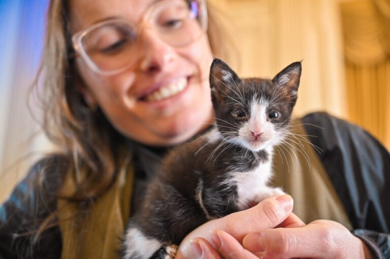 Gatinha de dois meses é um dos animais que ilustra campanha publicitária - Foto: Rodrigo Ziebell/Ascom GVG