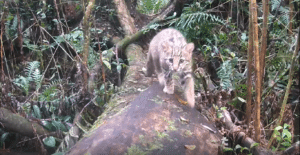 O gato-maracajá fotografado nas proximidades das rodovias da Ecosul. Foto: Divulgação/Ecosul