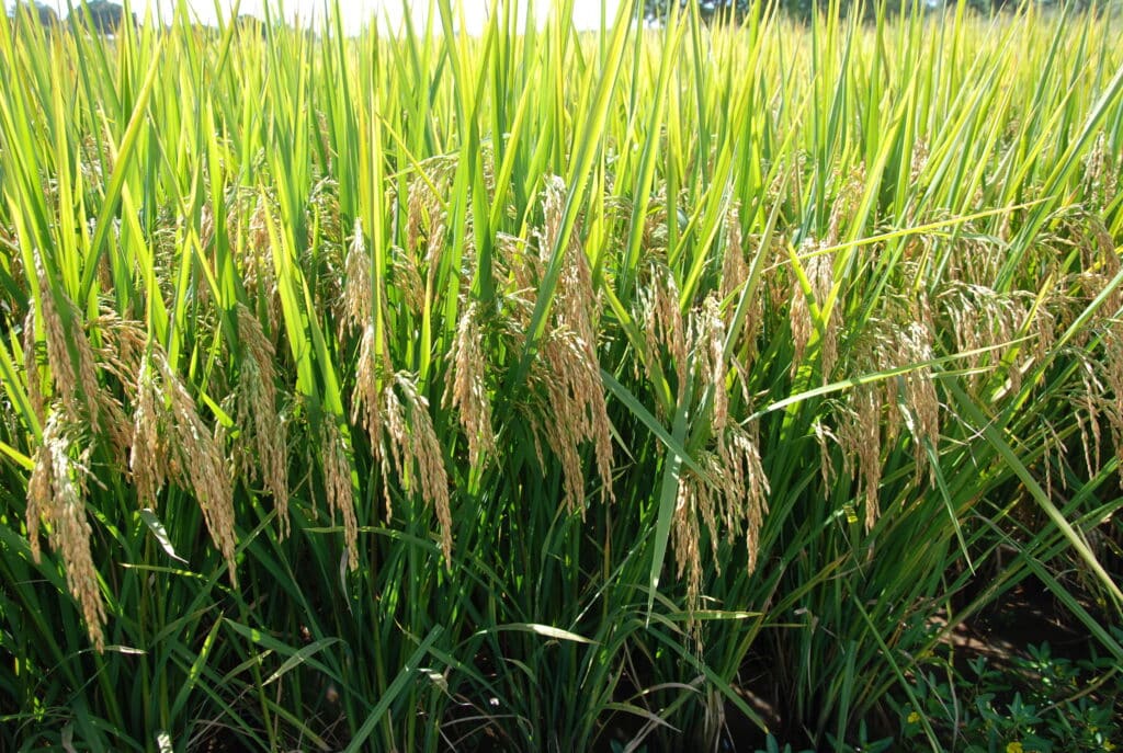 Produção Nacional: Conab recebe crédito extra de R$998 milhões para fazer estoques de arroz. Foto: Sebastião José de Araújo/Embrapa