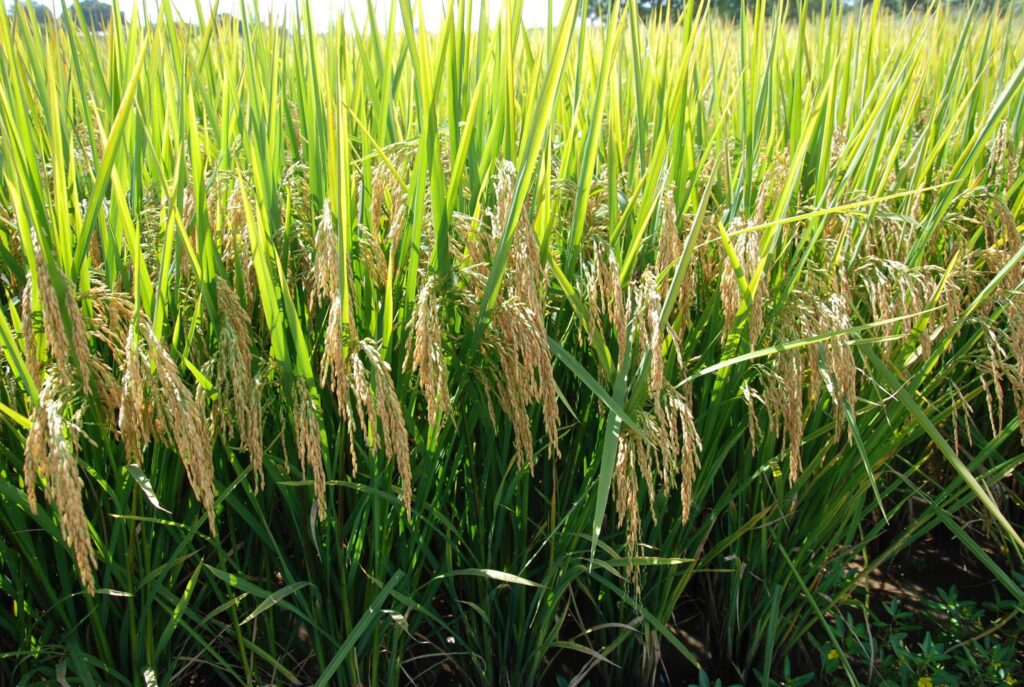 Estado atinge 84% de área semeada do arroz