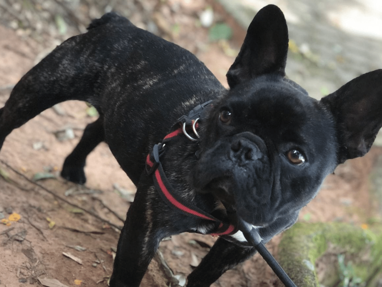 Família busca por cachorro desaparecido em Camaquã