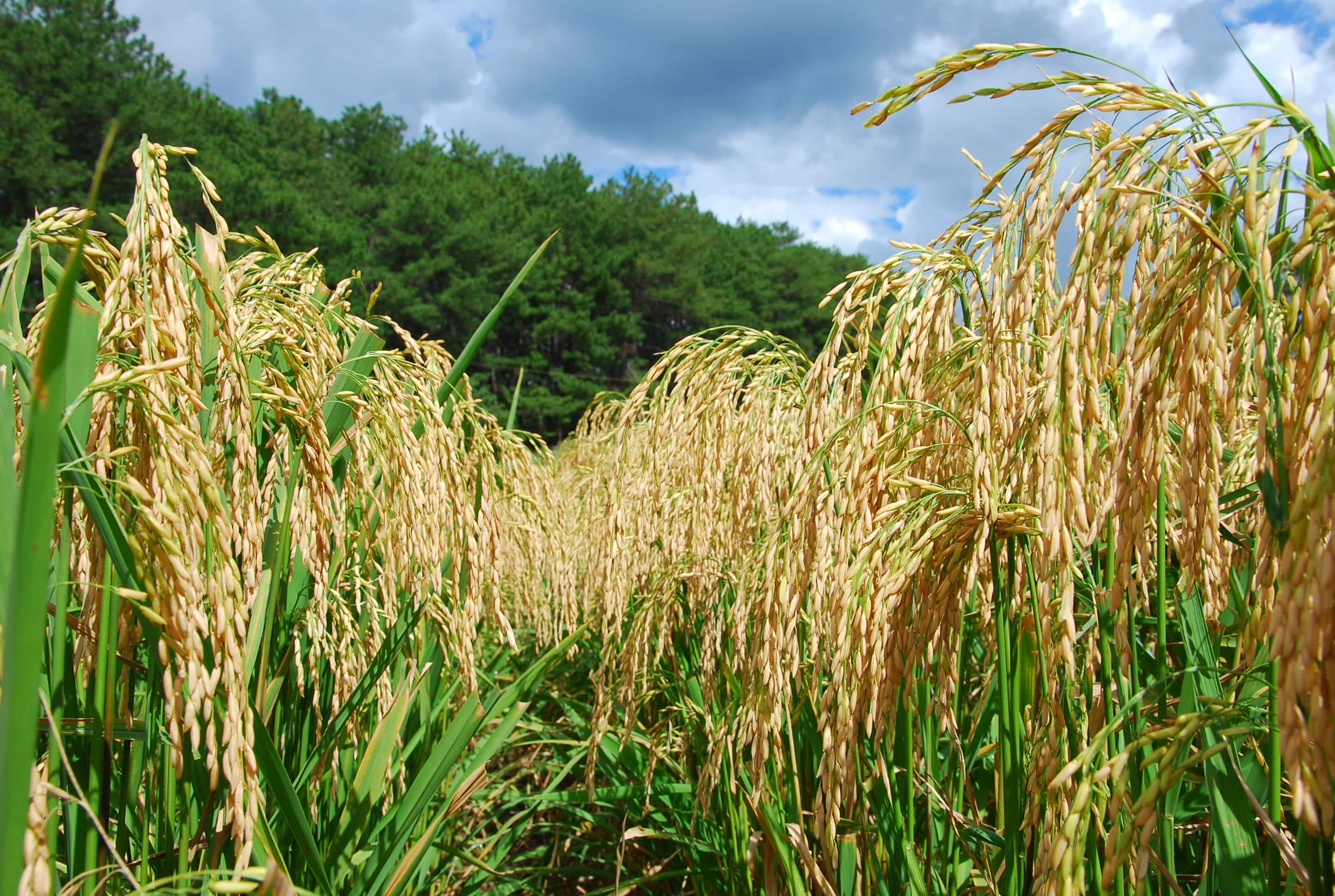 Conab marca novos leilões de contrato de opção de venda de arroz para a próxima sexta-feira (20)