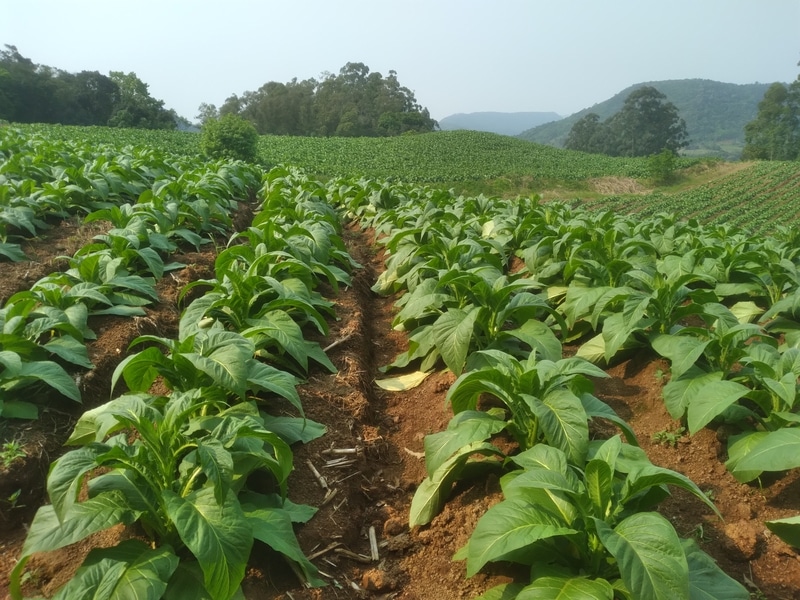 Produtores de tabaco mantém otimismo para negociação da safra 24/25