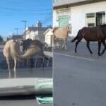 Cavalos soltos causam perigo no centro de Camaquã