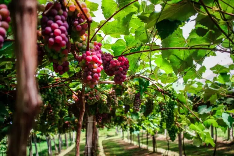 Mostra da Viticultura 2025 promete movimentar o setor em Camaquã