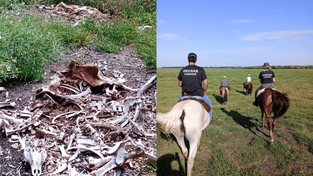 Funcionário forja furto para justificar a morte de 86 cabeças de gado em Arambaré. Foto: Divulgação | PC