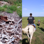 Funcionário forja furto para justificar a morte de 86 cabeças de gado em Arambaré. Foto: Divulgação | PC