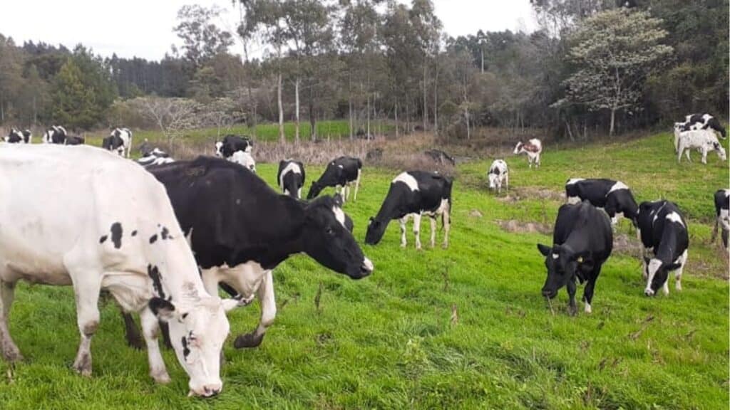 Criadores de gado leiteiro estão apreensivos com calor excessivo