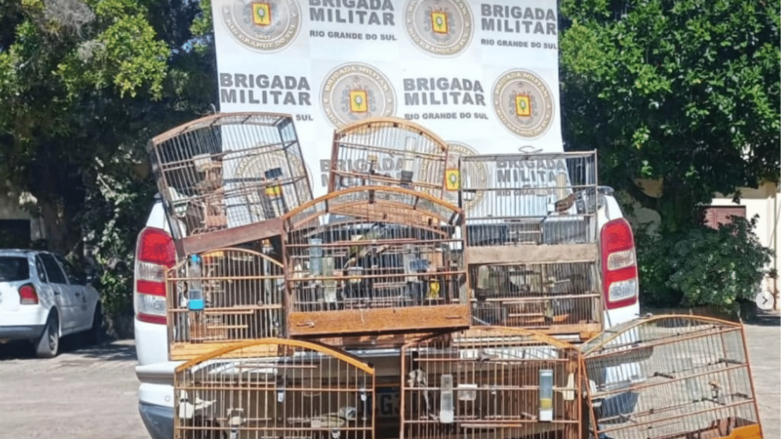 Brigada Militar resgata pássaros mantidos em cativeiro em Camaquã