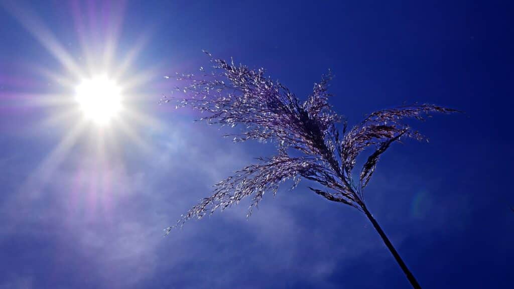 Previsão do tempo: onde de calor deve se intensificar na região