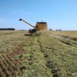 Colheita do arroz avança no Rio Grande do Sul mas preços preocupam produtores