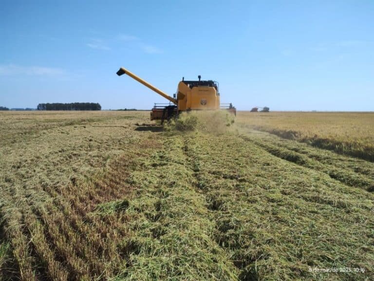 Colheita do arroz avança no Rio Grande do Sul mas preços preocupam produtores