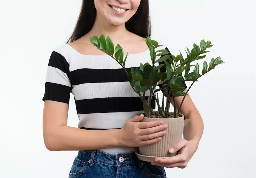 8 plantas muito fáceis de cuidar para pessoas que não tem tempo sobrando