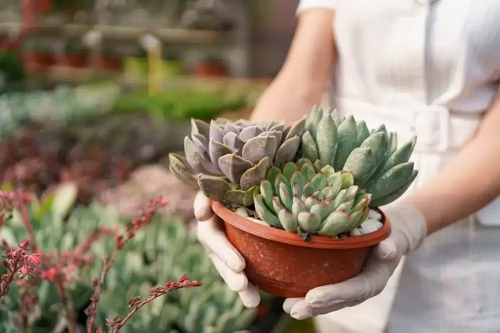 8 plantas muito fáceis de cuidar para pessoas que não tem tempo sobrando